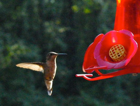 hummingbirdA