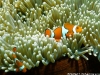 Nemo&dad