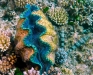 camoclam