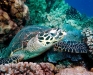 greenturtle