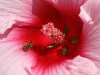 IMG_0268a