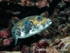 starry puffer2