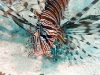 Lionfish, Great Barrier Reef, Australia
