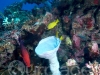 Blue birdbath-shaped object is a large tube sponge. Great Barrier Reef, Australia