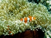Clown Anemonefish, Great Barrier Reef, Australia